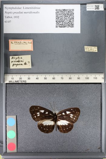 Media type: image;   Entomology 137778